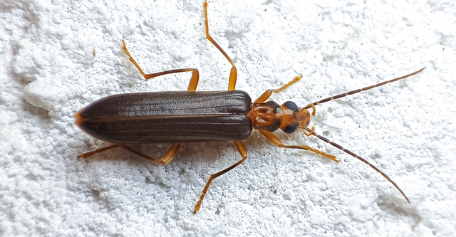 Nacerdes carniolica - karnóliai álcincér
