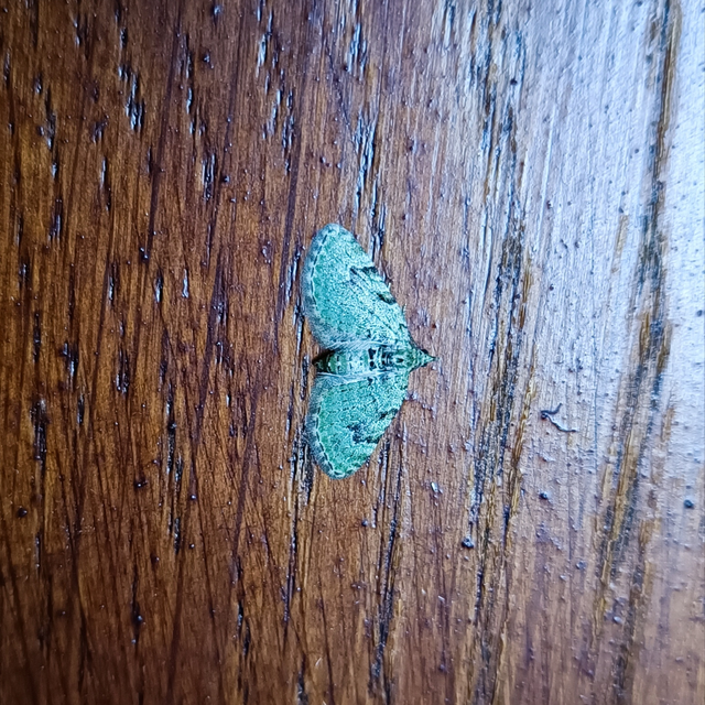 Chloroclystis v-ata - zöldes törpearaszoló