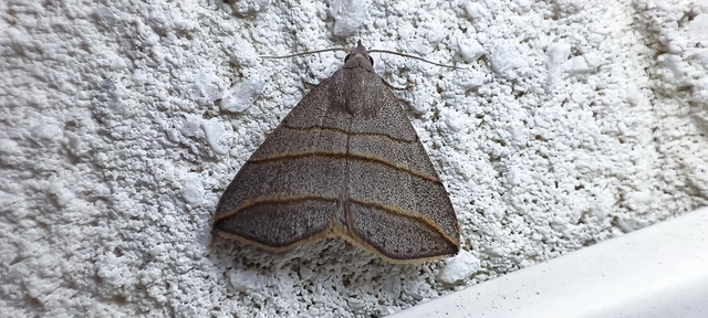 Colobochyla salicalis - háromsávos törpebagoly