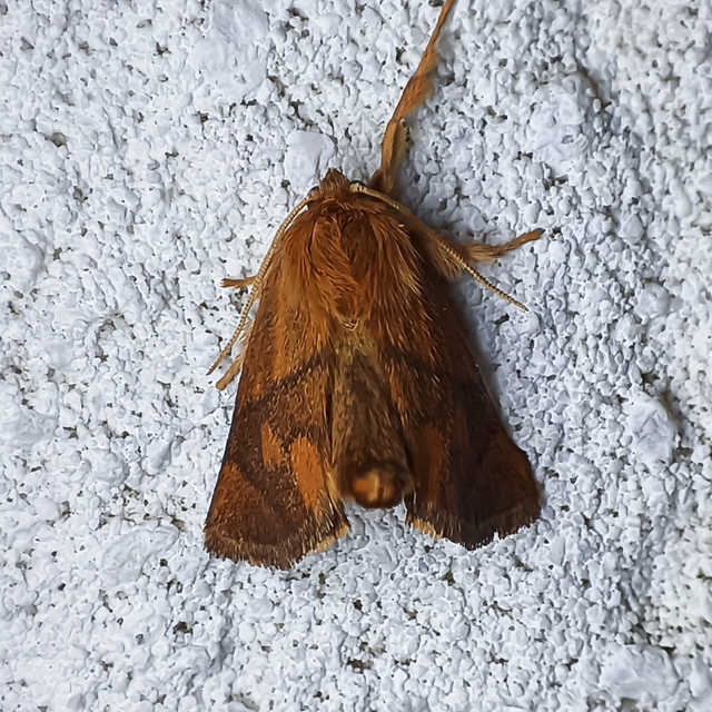 Apoda limacodes - kagylólepke
