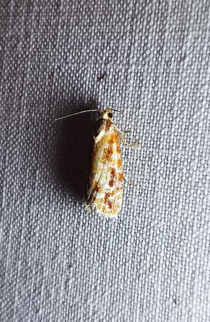 Rhyacionia buoliana - fenyőilonca