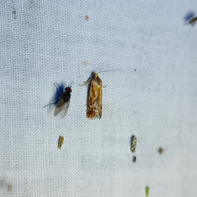 Rhyacionia buoliana - fenyőilonca