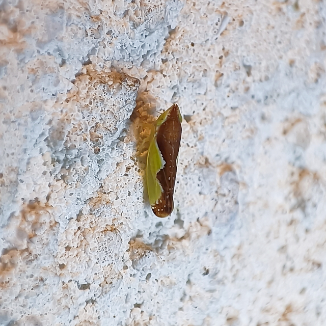 Platymetopius