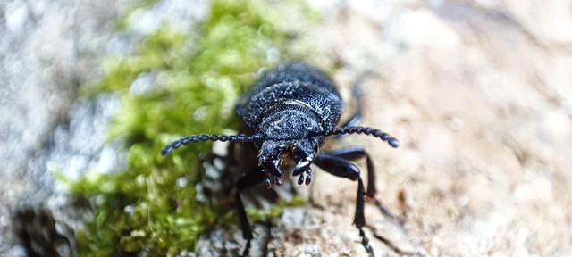Spondylis buprestoides - erdei félcincér