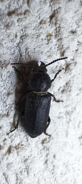 Spondylis buprestoides - erdei félcincér