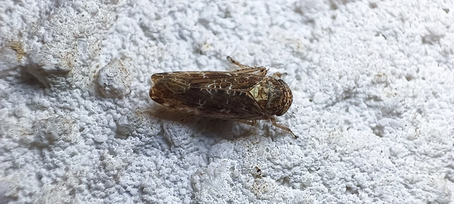 Allygidius