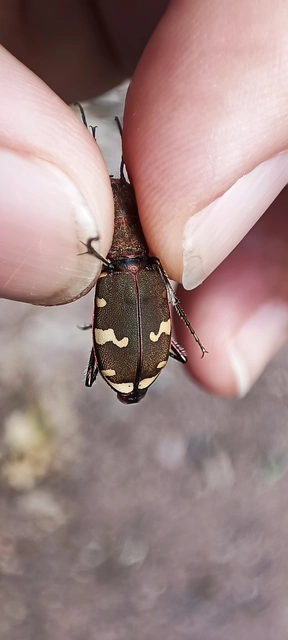 Cicindela sylvicola - erdei homokfutrinka