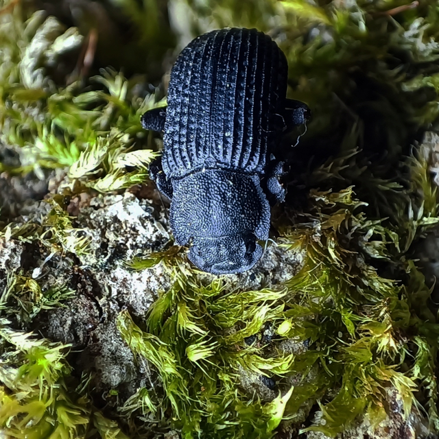 Bolitophagus reticulatus - bordás taplóbogár Bolitophagus reticulatus - bordás taplóbogár