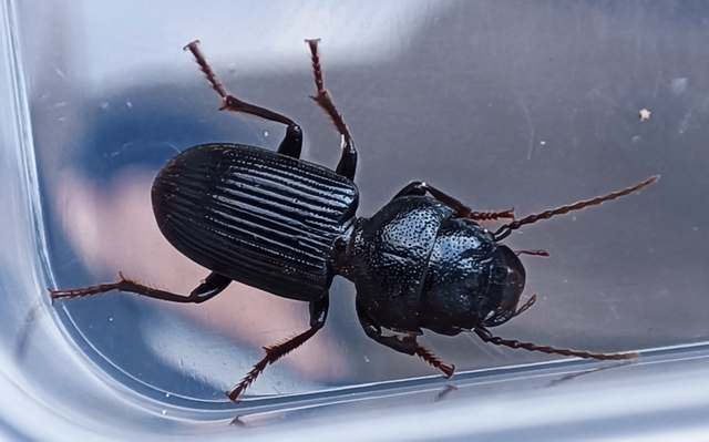 Dixus clypeatus - pajzsosnyakú futó