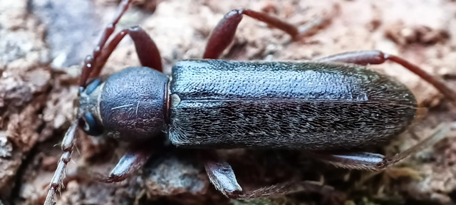 Trichoferus campestris - szállóvendég éjicincér