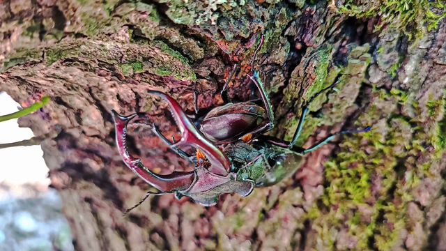 Lucanus cervus - nagy szarvasbogár