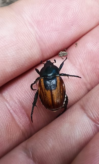 Anisoplia austriaca - osztrák szipoly