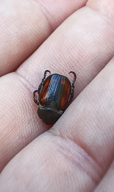 Anisoplia agricola - keresztes szipoly Anisoplia agricola - keresztes szipoly