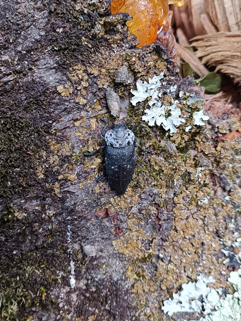 Capnodis tenebrionis - kökény-tükrösdíszbogár
