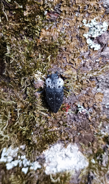 Capnodis tenebrionis - kökény-tükrösdíszbogár