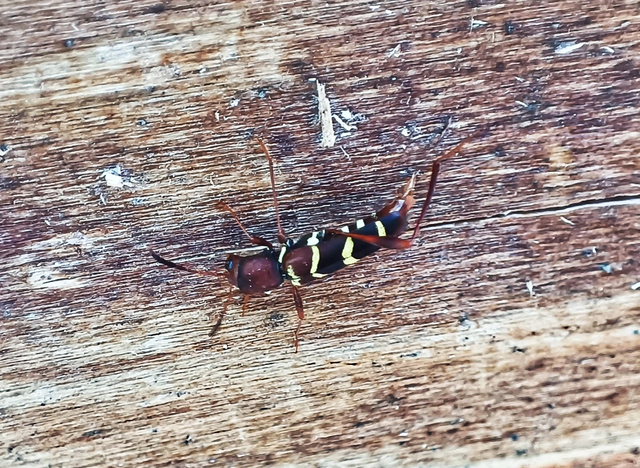 Neoclytus acuminatus - amerikai darázscincér
