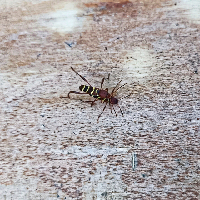 Neoclytus acuminatus - amerikai darázscincér