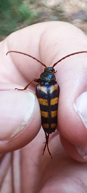Leptura aurulenta - sárgaszőrű szalagoscincér