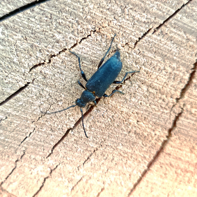 Stictoleptura scutellata - hegyi virágcincér