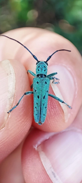 Saperda punctata - pettyes szilcincér Saperda punctata - pettyes szilcincér