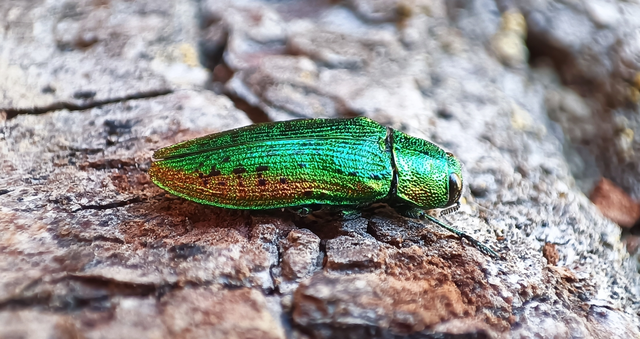 Lamprodila rutilans - hársfa-tarkadíszbogár