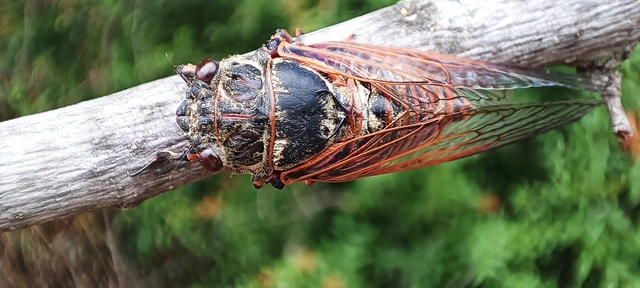 Tibicina haematodes - óriás-énekeskabóca
