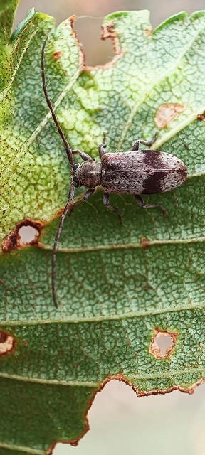 Exocentrus punctipennis - szilfa-rőzsecincér