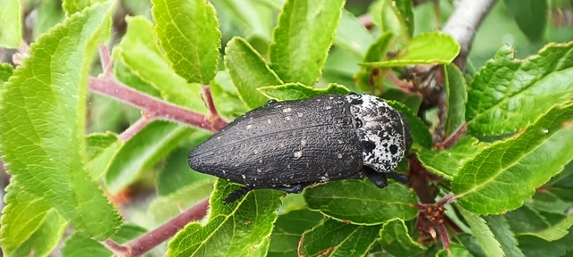 Capnodis tenebrionis - kökény-tükrösdíszbogár