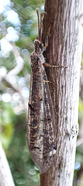 Distoleon tetragrammicus - négyfoltos hangyaleső