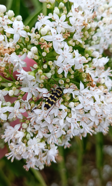 Echinocerus floralis - lucerna-darázscincér