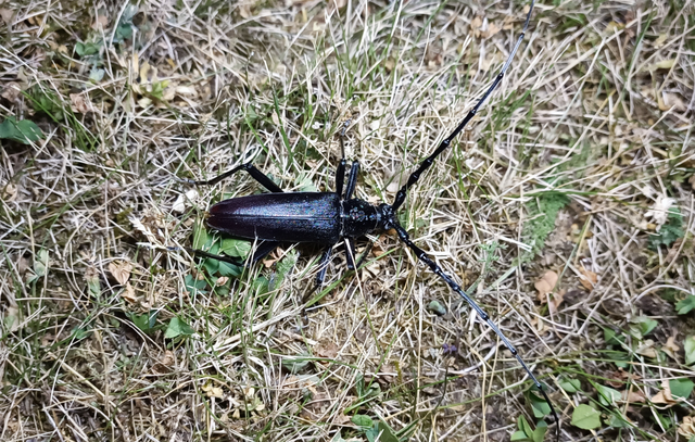 Cerambyx cerdo - nagy hőscincér