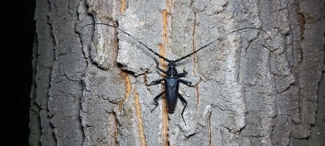 Cerambyx cerdo - nagy hőscincér