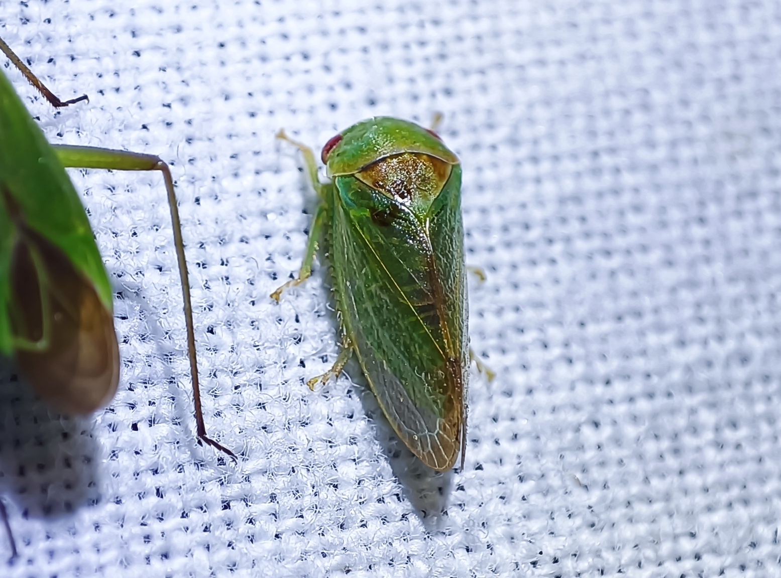 Iassus mirabilis