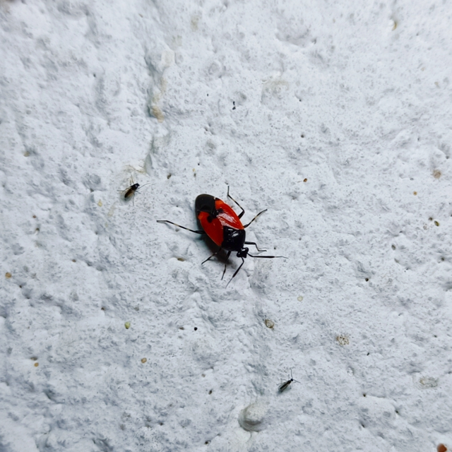 Deraeocoris rutilus - cinóber mezeipoloska