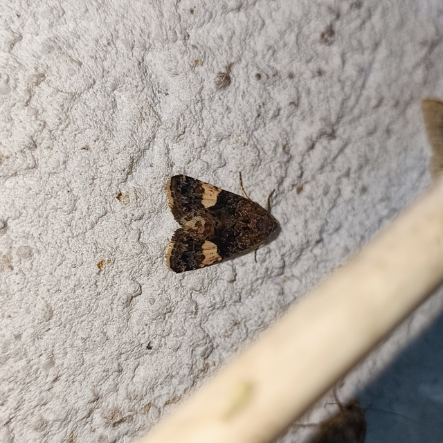 Tyta luctuosa - fekete nappalibagoly