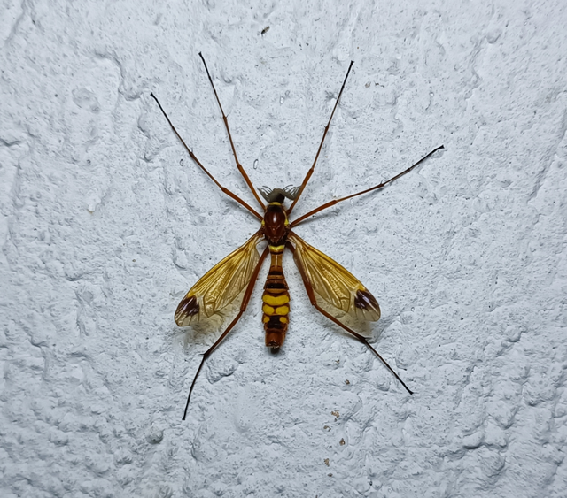 Ctenophora ornata - sárga fésűsszúnyog