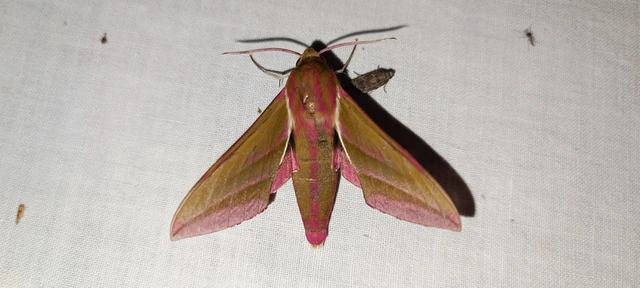 Deilephila elpenor - szőlőszender