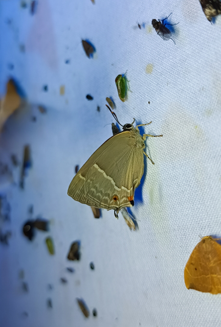Neozephyrus quercus - tölgyfalepke