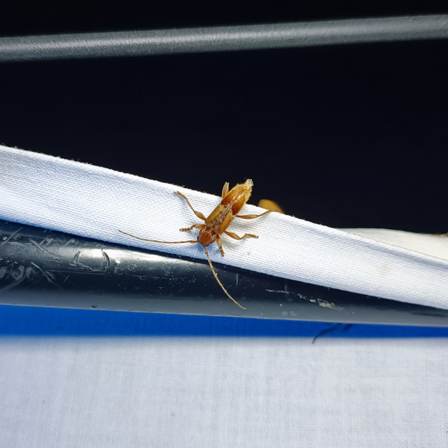Trichoferus pallidus - sápadt éjicincér