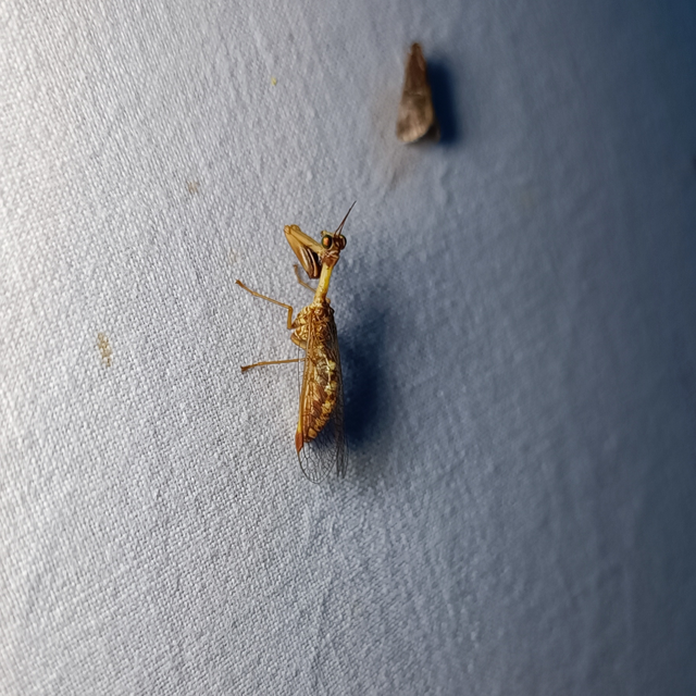 Mantispa styriaca - kétszínű fogólábú-fátyolka