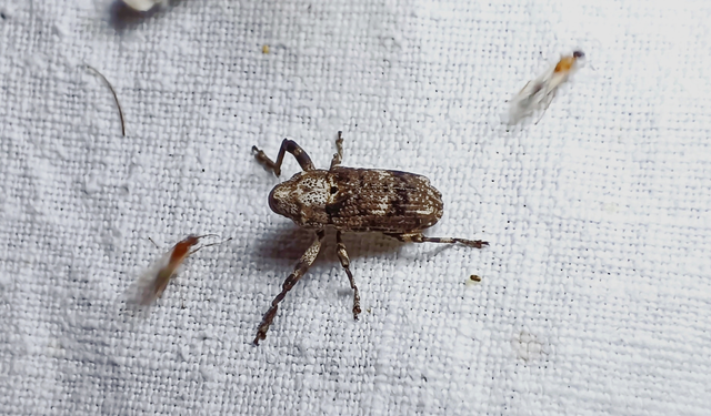 Gasterocercus depressirostris - laposorrú ormányos