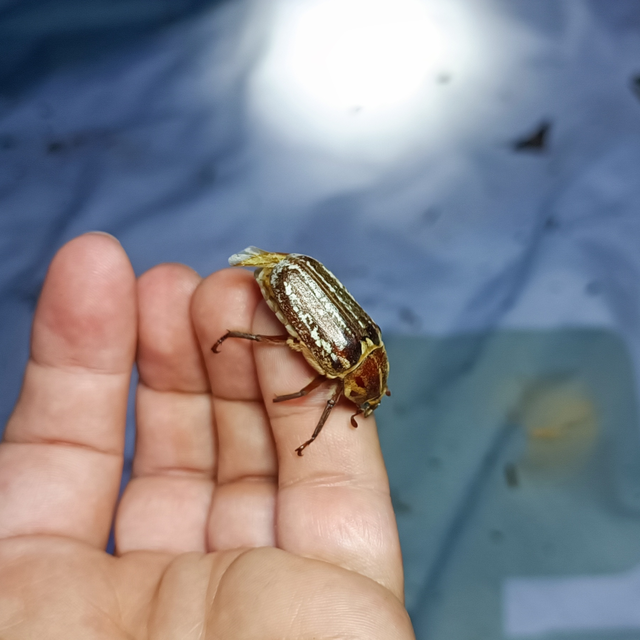 Anoxia orientalis - keleti cserebogár