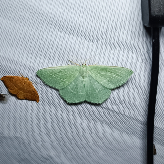 Hemistola chrysoprasaria - kékes zöldaraszoló