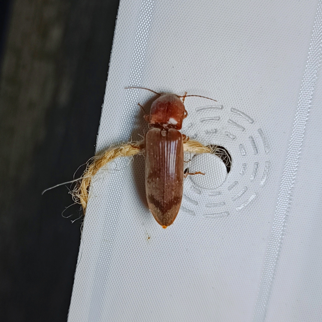 Stenagostus rhombeus - rombusznyakú pattanó