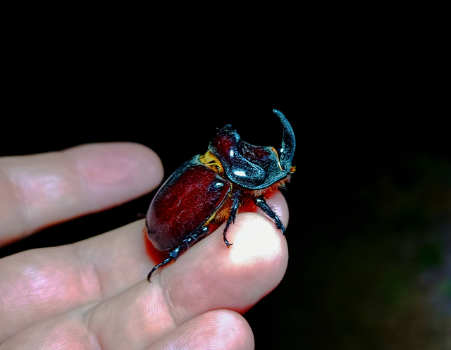 Oryctes nasicornis - orrszarvú bogár
