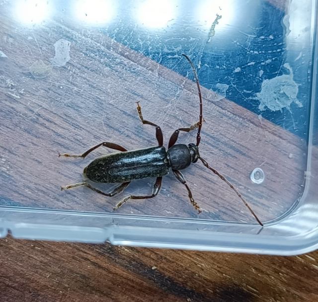 Trichoferus campestris - szállóvendég éjicincér