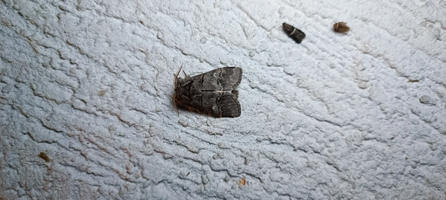 Drymonia querna - tölgyfa-púposszövő