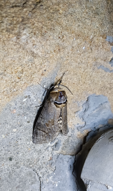 Cossus cossus - fűzfarontólepke