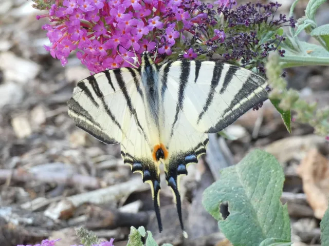 Iphiclides podalirius - kardoslepke