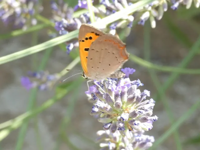 Lycaena phlaeas - közönséges tűzlepke